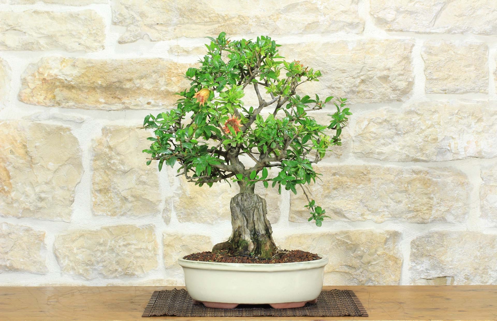 Bonsai di Melograno (145)
