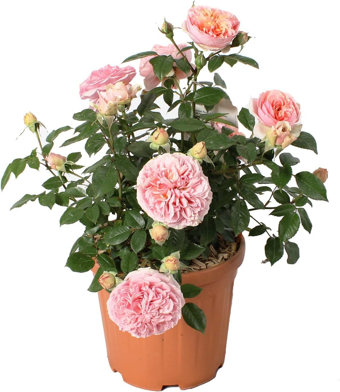 Pianta di Rosa Chippendale ® Tantau - Piante Vere Fiorite da Esterni