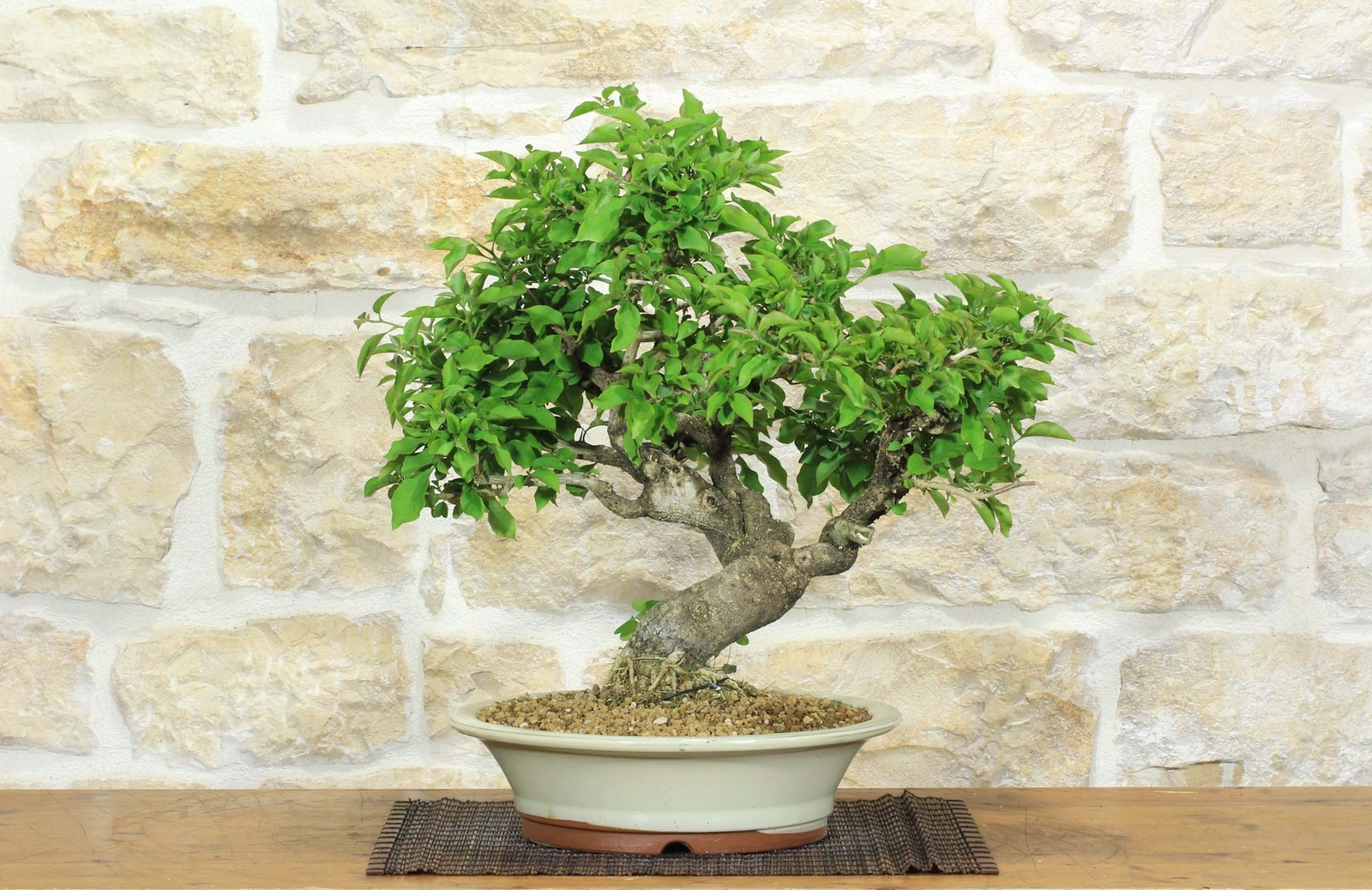 Bonsai di Bougainvillea Spectabilis (121)