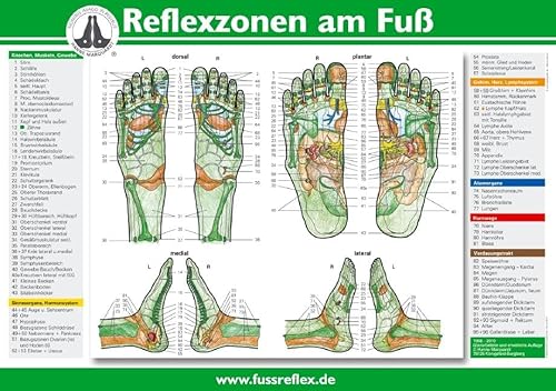 Reflexzonen Der Füße (Tafel A2)