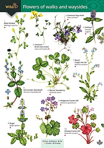 Flowers Of Walks And Waysides: Op176 (Wildid)