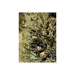 Tsa Cupressus Semper 50Ml
