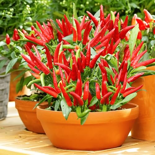 80 Seeds, Extremely Hot Thai Bird Eye Pepper Seeds Home Outdoor Garden Vegetable Gardening Seeds No-Gmo Heirloom Seeds