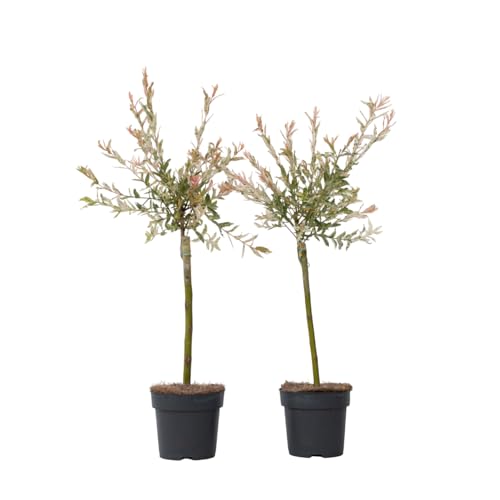 Plant In A Box - Salix Integra Flamingo - Set Di 2 - Pianta Da Giardino - Salice Bianco - Perenne - Vaso 17Cm - Altezza 60-80Cm
