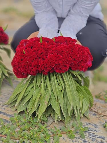80 Semi, Celosia Cockscomb Color Mixed Flower Seeds Reseeding Annual Seeds
