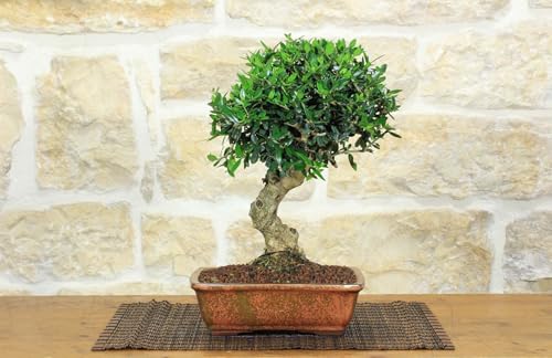Bonsai Di Olivastro (270)