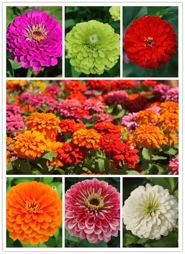 280 Seeds, California Giant Zinnia Flower Seeds Seeds
