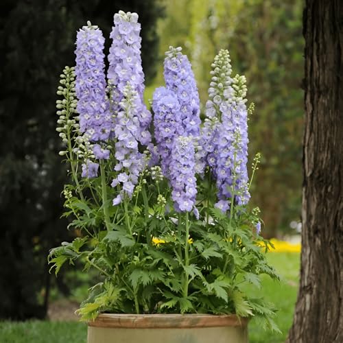 80 Semi, Delphinium Giant Larkspur Mix Seeds