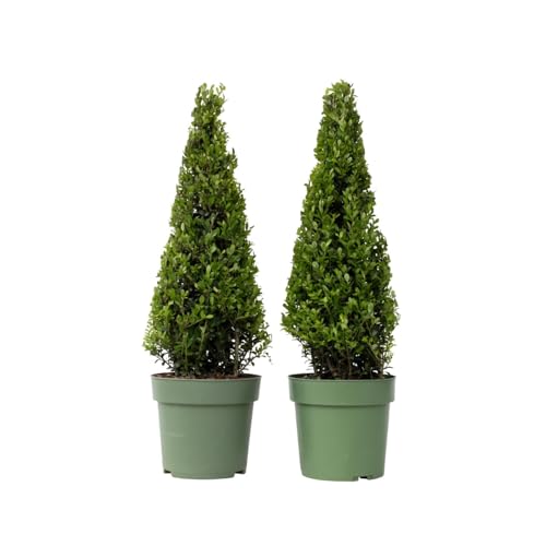 Plant In A Box - Ilex Crenata 'Pyramid' - Agrifoglio Giapponese - Set Da 2 - Pianta Da Giardino - Pianta In Vaso - ⌀21 Cm - Altezza 55-65 Cm