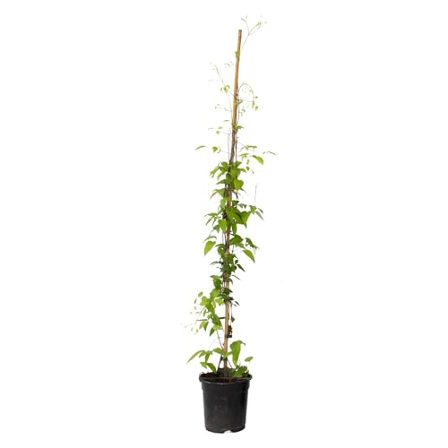 Plant In A Box - Rampicante - Clematis 'The President' - Altezza 100-120Cm - ⌀17Cm