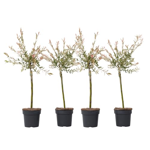 Plant In A Box - Salix Integra Flamingo - Set Di 4 - Pianta Da Giardino - Salice Bianco - Perenne - Vaso 17Cm - Altezza 60-80Cm