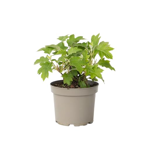 Plant In A Box - Ortensia - Hydrangea Paniculata 'Toy Soldier' - Altezza 25-40Cm - ⌀19Cm
