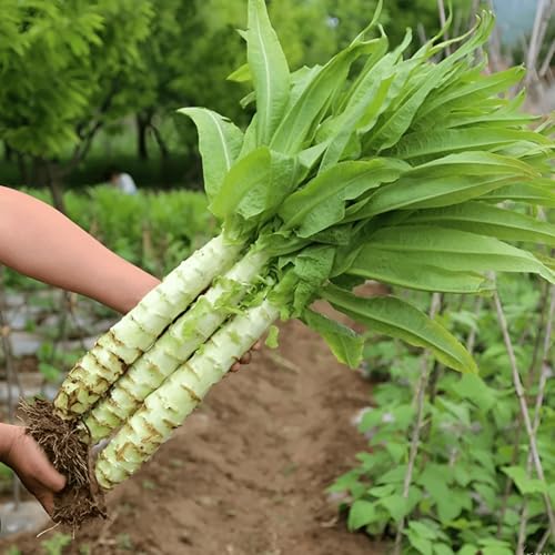 250 Seeds, Stem Lettuce Asparagus Lettuce Chinese Celtuce Seeds Vegetable Seeds Home Outdoor Garden Vegetable Gardening Seeds No-Gmo Heirloom Seeds