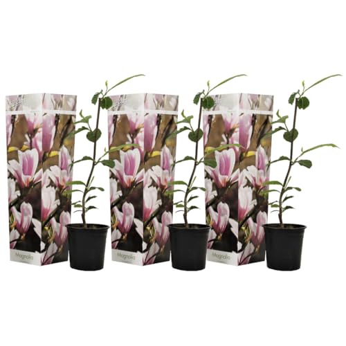 Plant In A Box - Magnolia Soulangea - Set Di 3 - Ampio Arbusto/Piccolo Albero Resistente All'Inverno - Fiori Rosa - Vaso 9Cm - Altezza 25-40Cm