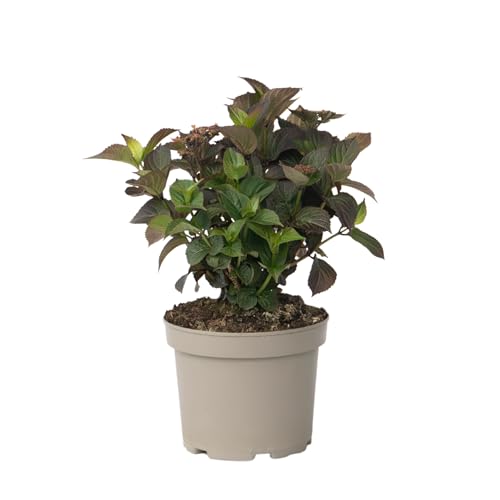 Plant In A Box - Ortensia - Hydrangea Paniculata 'Dare Devil' - Altezza 25-40Cm - ⌀19Cm