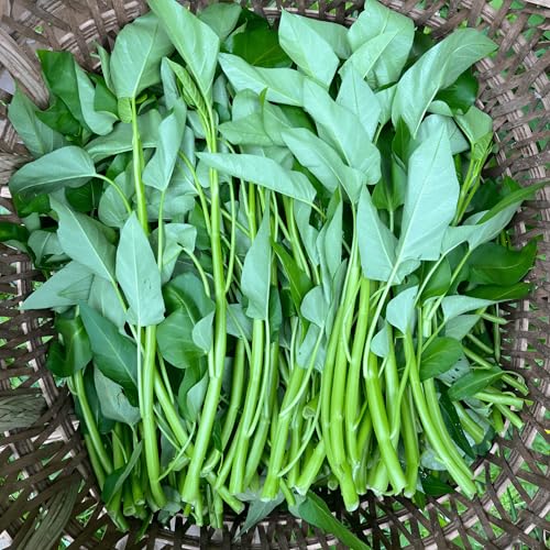 150 Seeds, Water Spinach Seeds Kangkong Green Leaf Vegetables Chinese Watercress Seeds Seeds