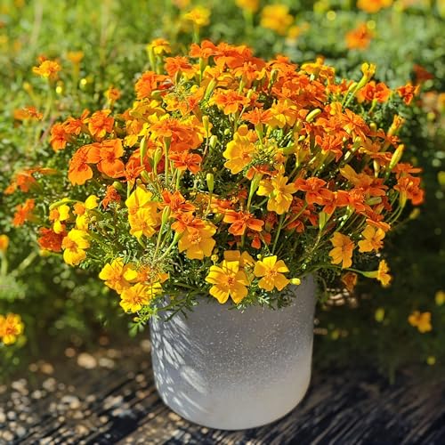 300 Seeds, Tagetes Patula Mix Seeds For Outdoor Home Garden Edging Plants Flower Dwarf Longer Blooming Attract Pollinators