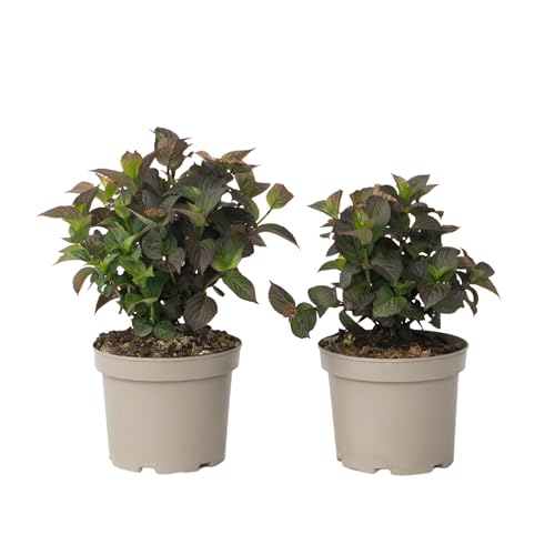 Plant In A Box - Ortensia - 2 Pezzi - Hydrangea 'Dare Devil' - Altezza 25-40Cm - ⌀19Cm