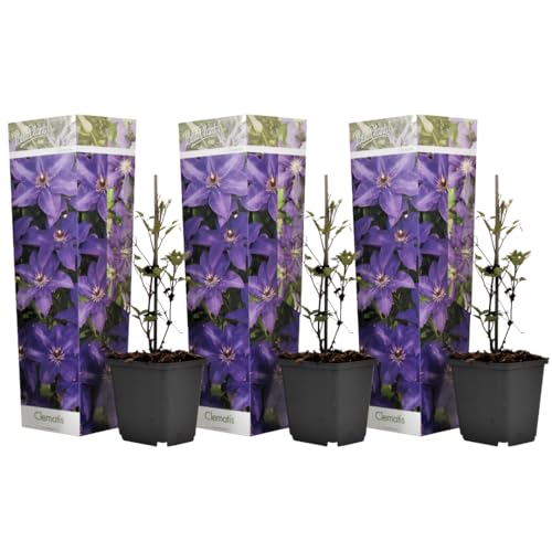 Plant In A Box - Clematis 'The President' - Set Di 3 - Pianta Rampicante Con Fiori Viola Brillante - Pianta Da Giardino Resistente E Facile Da Curare