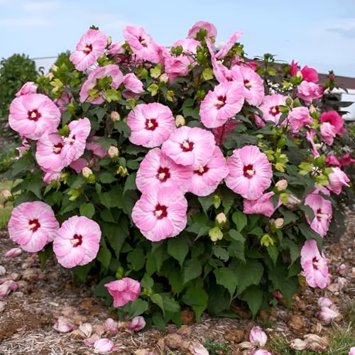 200 Seeds, Hibiscus Moscheutos Rose Mallow Tree Flower Seeds, Edging Plants Border Flower Fence Boundary Edging Plants Outdoor Home Garden Flower Seed