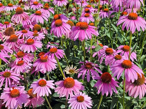 280 Seeds, Purple Coneflower Echinacea Wild Flower Seeds Perennial Wildflowers Fence Borders Boundary Flower Plants Seeds Outdoor Home Garden Flower S