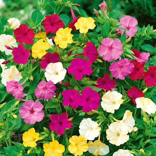 40 Seeds, Four O'Clock Marvel Of Perù Flower, Mirabilis Jalapa Flower Seeds, Seeds