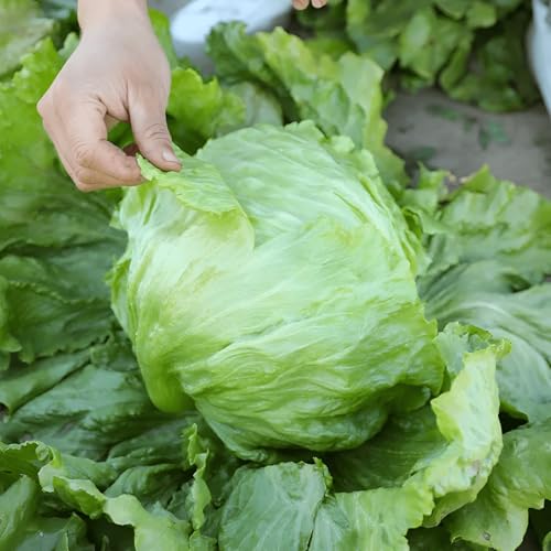 450 Seeds, Lettuce Iceberg Crisp Vegetable Gardening Seeds Home Outdoor Garden Vegetable Gardening Seeds No-Gmo Heirloom Seeds