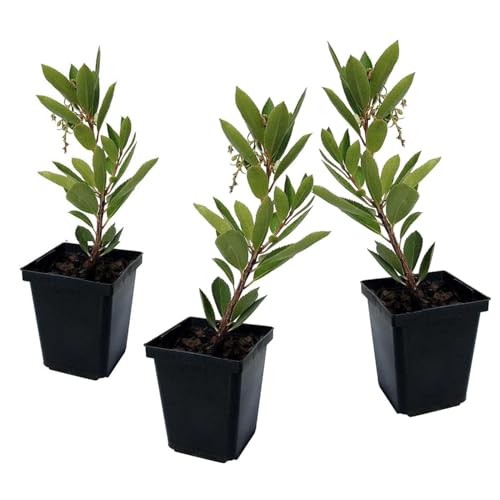 Plant In A Box - Arbutus Unedo - Pianta Di Corbezzolo - Set Di 3 - Vaso 9Cm - Altezza 25-40Cm