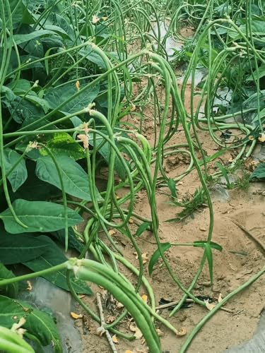 45 Seeds, Noodle Yard-Long Bean, Productive Bean Pole Green Not Provide Trellis Vegetable Seeds Home Outdoor Garden Vegetable No-Gmo Heirloom Seeds