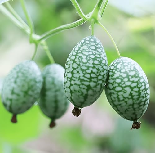 50 Seeds, Mexican Mouse Melon, Miniature Watermelon Cucamelon Fruit Garden Seeds Hanging Baskets Fruit Seeds Home Outdoor Garden Vegetable Gardening S