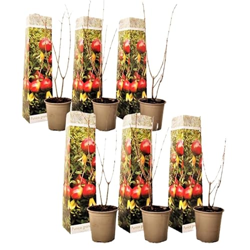 Plant In A Box - Punica Granatum - Set Di 6 - Piante Da Frutto Di Melograno - Vaso 9Cm - Altezza 25-40Cm