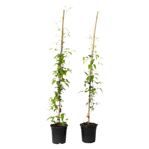 Plant In A Box - Rampicante - 2 Pezzi - Clematis 'Hagley Hybrid' - Altezza 100-120Cm - ⌀17Cm