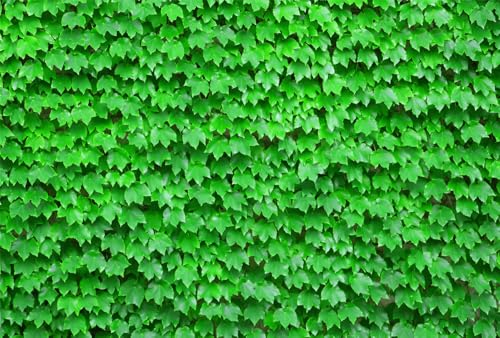 80 Seeds, Green Boston Ivy Seeds, Wall Ivy Creeper Seeds Climbing Plant Outdoor Plants Seeds Ground Cover Fences Cover Plants Seeds