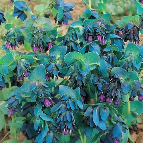 30 Seeds, Blue Shrimp Flower Plant, Cerinthe Major Flower Seeds Outdoor Home Garden Flower Seeds Attract Pollinators