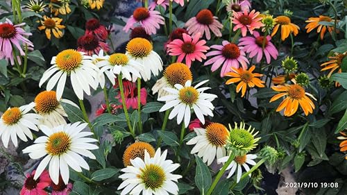 280 Seeds, Coneflower Wild Flower Seeds Mixed Echinacea Perennial Flowers Gardening Seeds