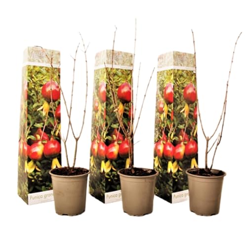 Plant In A Box - Punica Granatum - Set Di 3 - Piante Da Frutto Di Melograno - Vaso 9Cm - Altezza 25-40Cm