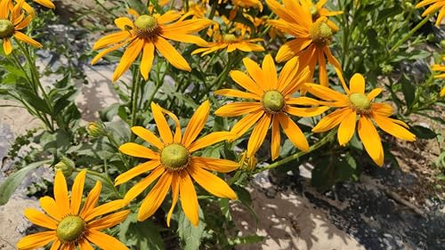1000 Seeds, Wild Flowers Rudbeckia Green Eyes Flower Seeds Yellow Rudbeckia Seeds For Planting, Garden Flower Seeds Edging Plants Fence Borders Bounda