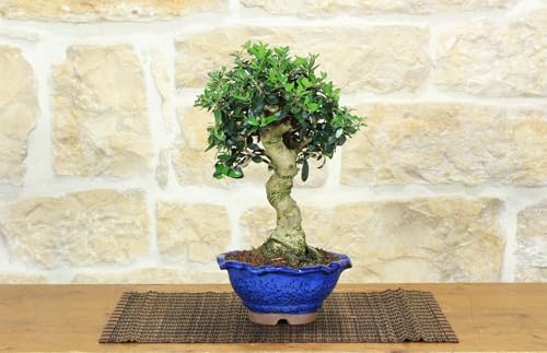 Bonsai Di Olivastro (269)
