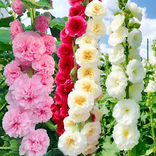 90 Seeds, Double Hollyhock Mix Alcea Flower Seeds Perennial Seeds