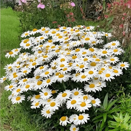 1800 Seeds, White Chrysanthemum Shasta Daisy Flower Outdoor Wildflower Home Garden Seeds