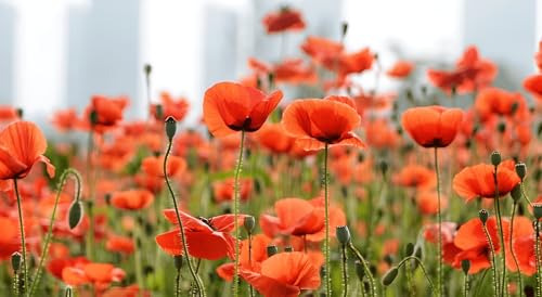 25,000 Seeds, Red Oriental Poppy Corn Poppy Wild Flower Papaver Perennial Flower Seeds Fence Borders Boundary Flower Plants Seeds Outdoor Home Garden 