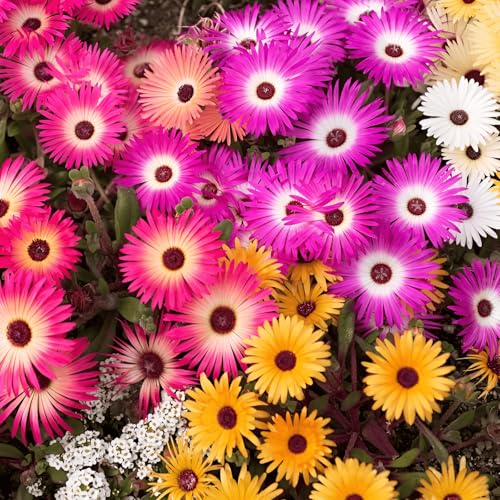 4500 Seeds, Ice Plant Livingston Daisy Flower, Ground Cover Flower Seed Mix Seeds