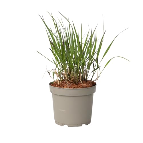 Plant In A Box - Erba Delle Dita - Panicum Virgatum 'Squaw' - Altezza 40-60Cm - ⌀23Cm