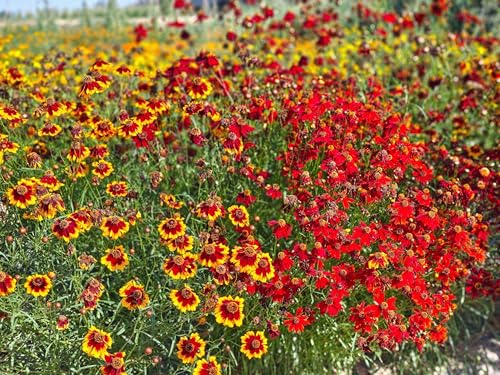 450 Seeds, Coreopsis Flower Seeds, Dense Blooms Perennial Flower Gardening Seeds Mixed Color Borders Boundary Flower Outdoor Home Garden Flower Seeds