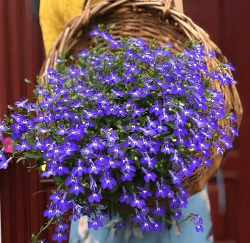 8,000 Seeds, Lobelia Flower Garden Seeds, Midnight Blue Trailing, Groundcover Flower Plants Seeds Home Garden Flower Seeds Attracts Pollinators