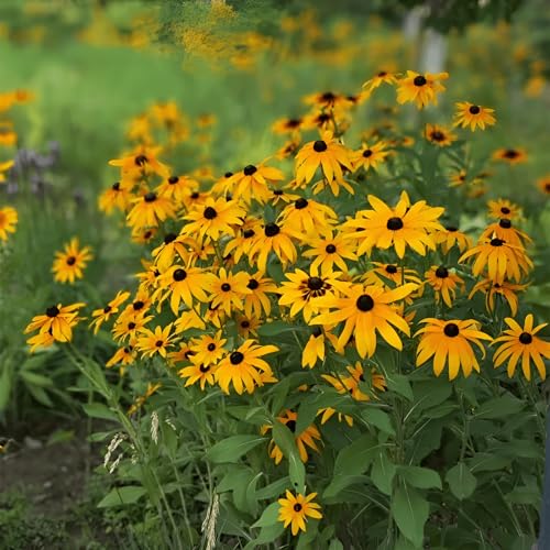 2800 Seeds, Wildflower Black-Eyed Susan Seeds Rudbeckia Hirta Yellow Perennial Flowers Seeds Fence Borders Boundary Flower Plants Seeds Outdoor Home G