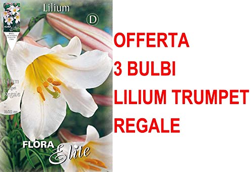 Offerta 3 Bulbi Lilium Trumpet Regale Bulbs