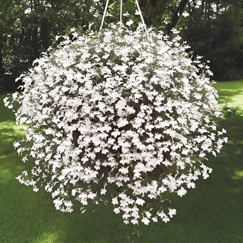 10,000 Seeds, Lobelia Flower Garden Seeds – White – Trailing, Annual Flower Gardening Seed Open Pollinated Seeds