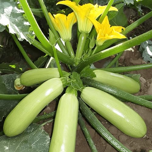 30 Seeds, Summer Squash Green Zucchine, Vegetable Gardening Seeds Seeds