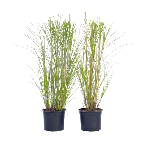 Plant In A Box - Miscanthus Sinensis 'Gracillimus' - Set Di 2 - Vaso 23Cm - Altezza 40-60Cm